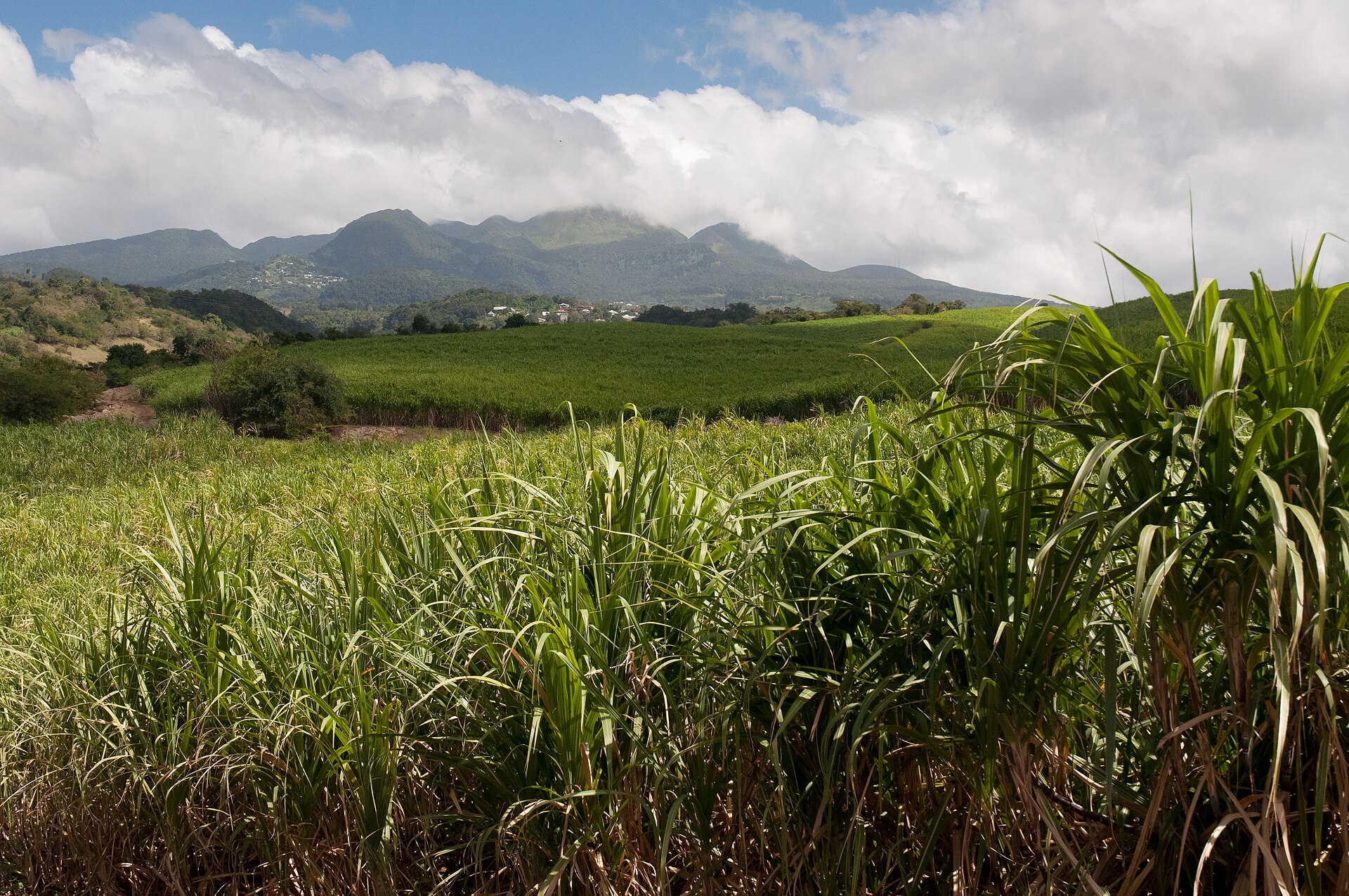 Champ de canne à sucre en Guadeloupe